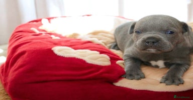 Staffordshire Bull Terrier dogs - Advert 4