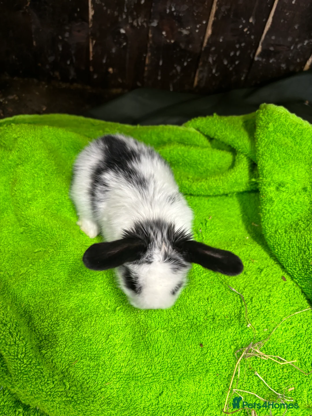Mini Lop rabbits for sale: mini lop ear babies - Advert 6
