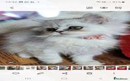 Persian cats for sale: Persian kittens - Image 6