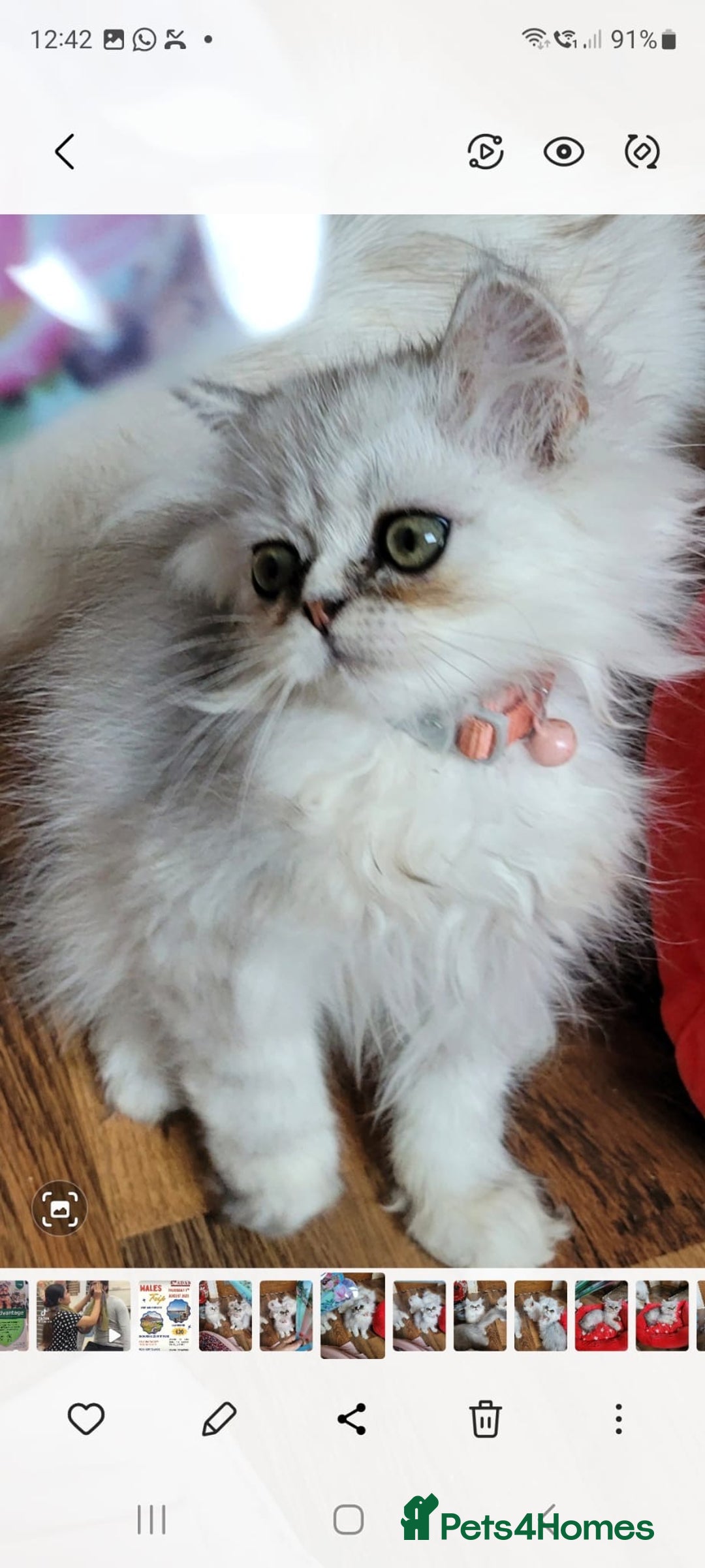 Persian cats for sale: Persian kittens - Image 6