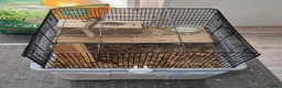 Gerbil rodents for sale: 3 x female gerbils and equipment for sale - Advert 3