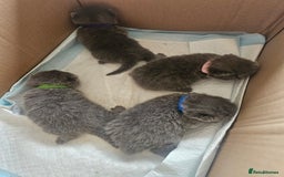 British Shorthair cats for sale: BSH Blue pedigree kittens for sale - Image 6