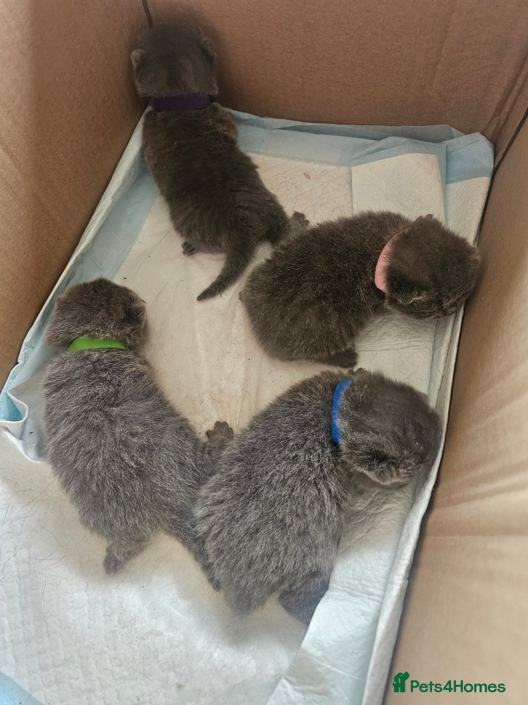 British Shorthair cats for sale: BSH Blue pedigree kittens for sale - Image 6