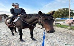 Irish Thoroughbred horses for sale: Super loving mare with huge heart ❤️  - Image 1