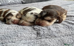 Cocker Spaniel dogs for sale: KC Show Cockers - 1 Girl , 3 Boys remaining! - Image 23