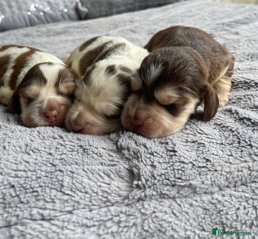 Cocker Spaniel dogs for sale: KC Show Cockers - 1 Girl , 3 Boys remaining! - Image 23