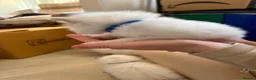 Ragdoll cats for sale: Stunning pure breed Ragdoll kittens  - Advert 5