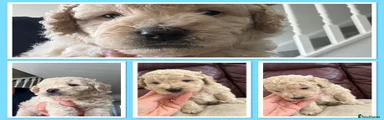 Mini Goldendoodle 7