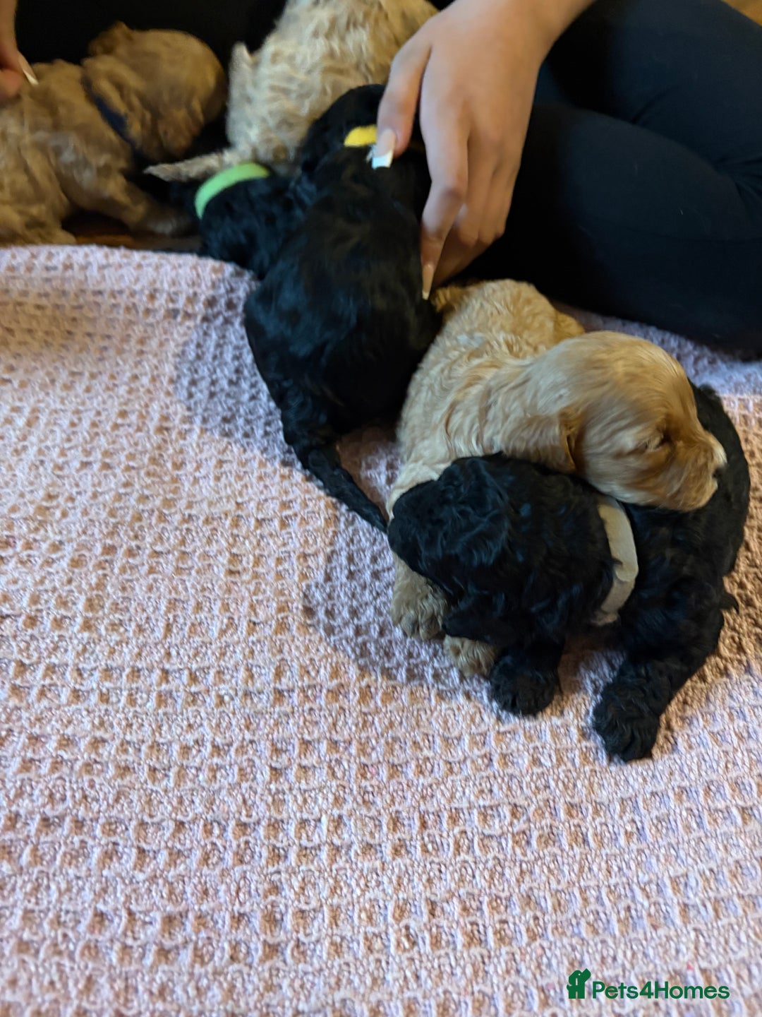 Mixed Breed dogs for sale: 8 hybrid puppies ready the (3rd of October) - Image 26