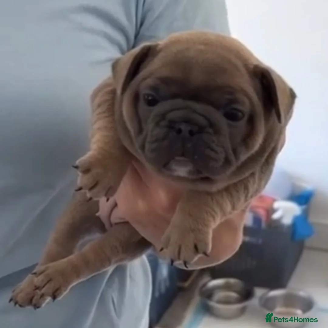 French Bulldog dogs for stud: Mayan, Rfg, bva, Silver health tested Lilac tan in Sheffield - Advert 38