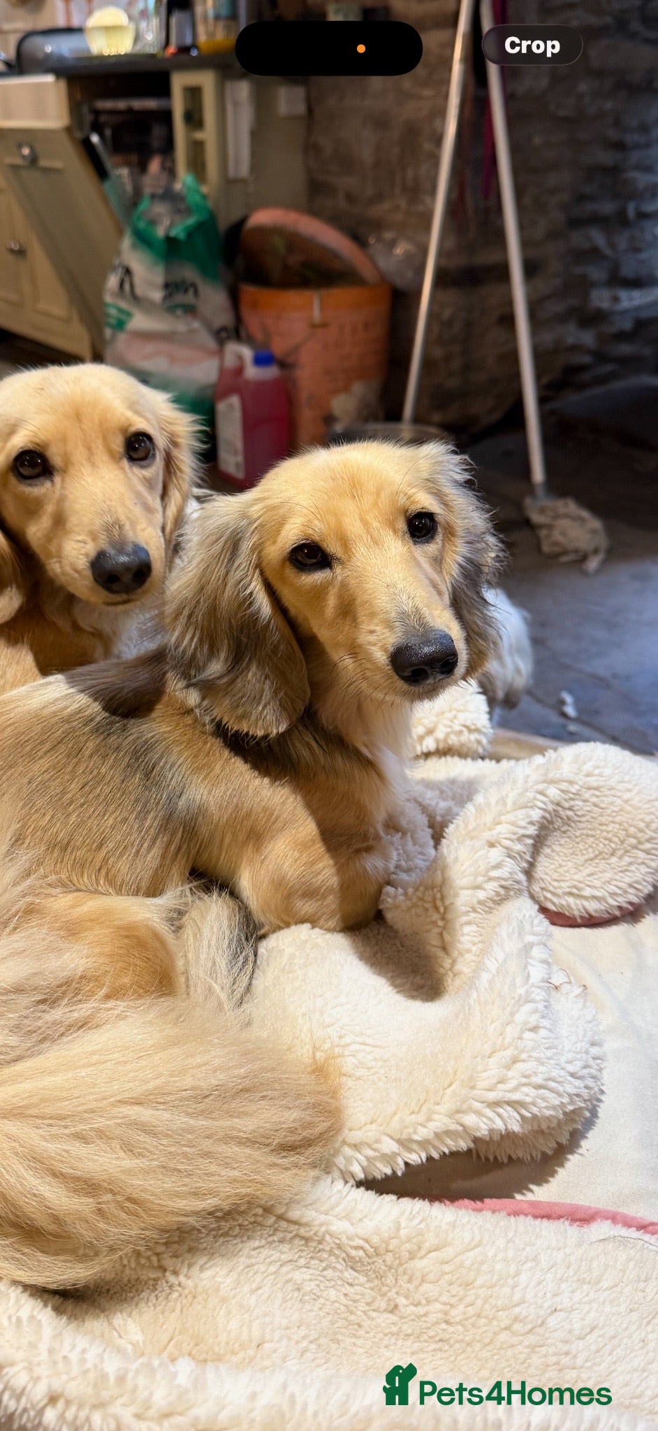 Miniature Dachshund dogs 5 beautiful long haired dachshunds!  - Advert 1