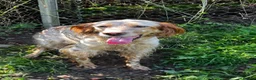 English Setter dogs for adoption: Selma in Brampton - Advert 14