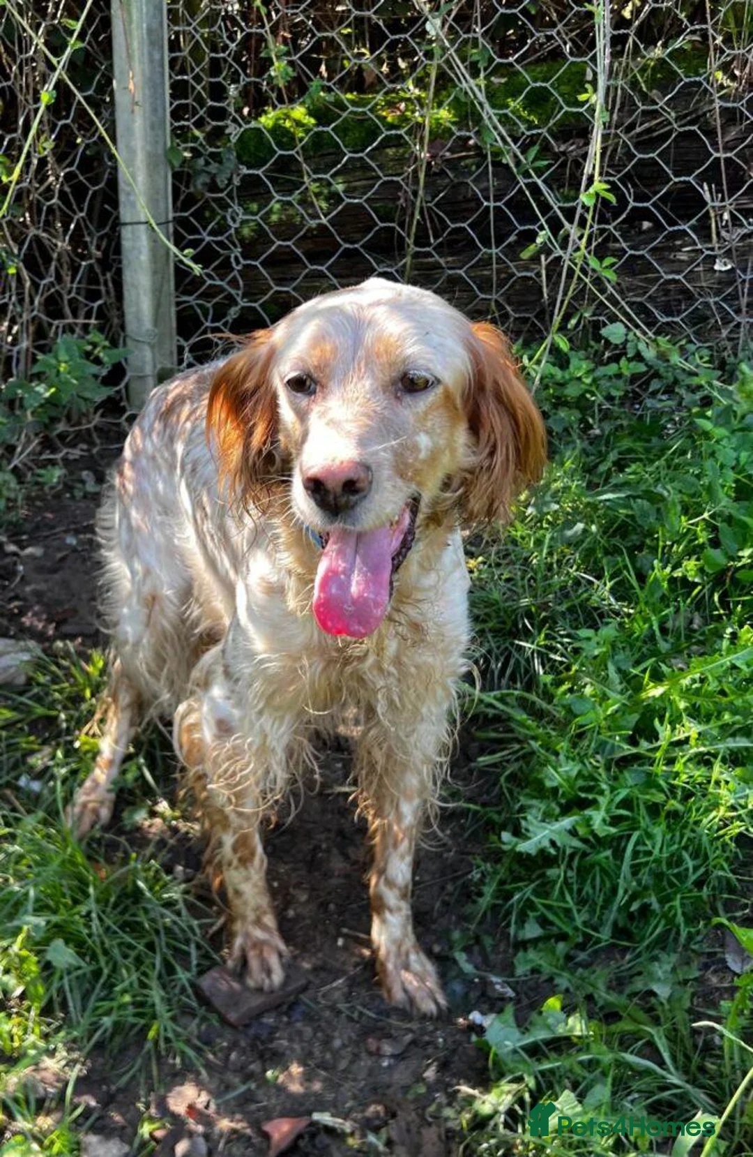 English Setter dogs for adoption: Selma in Brampton - Advert 14