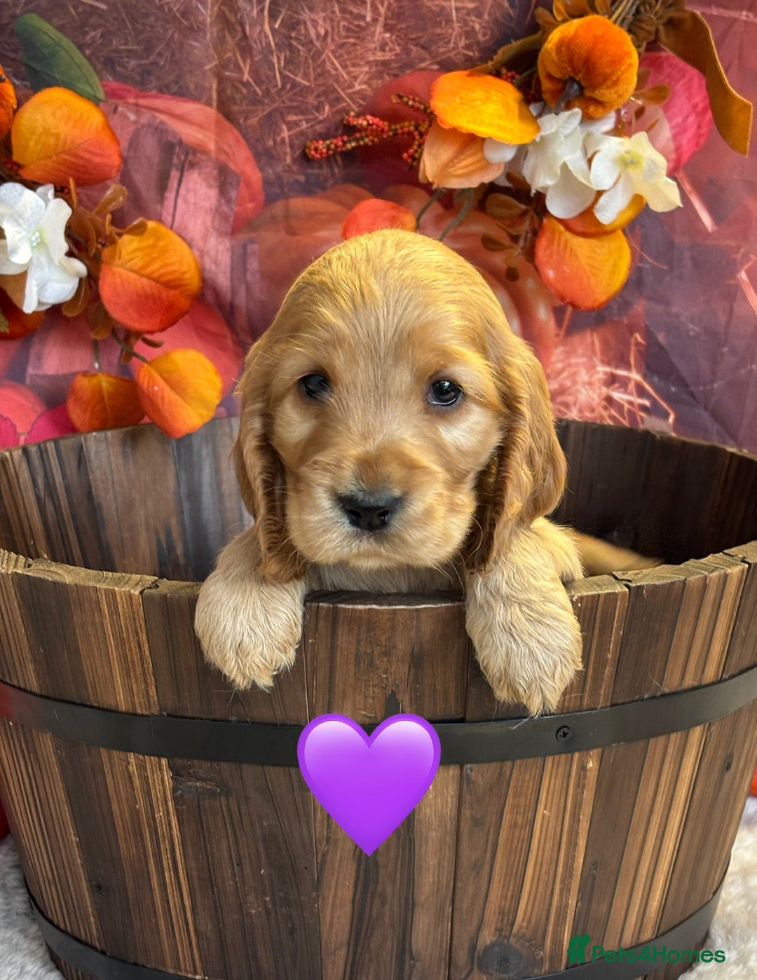 Cocker Spaniel dogs for sale: Beautiful KC Show Cocker Spaniels💙🩷 - Image 6