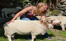 Sheep livestock for sale: Welsh Mountain Ram - Image 2