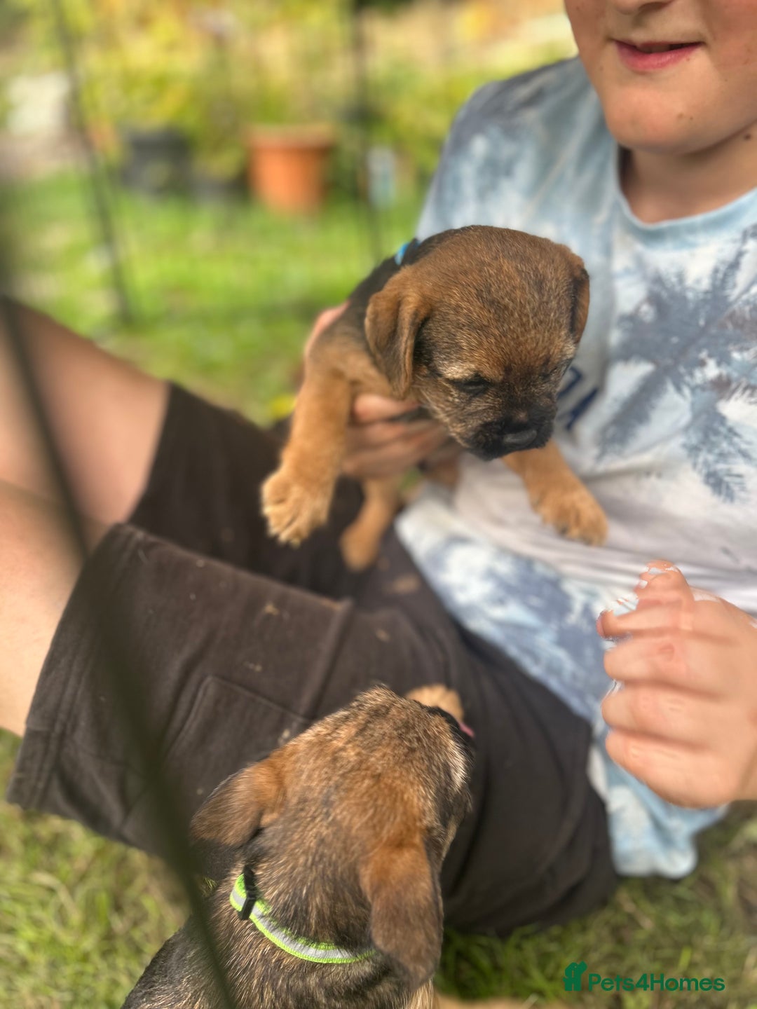 Border Terrier dogs for sale: Border Terrier Pups - Image 4