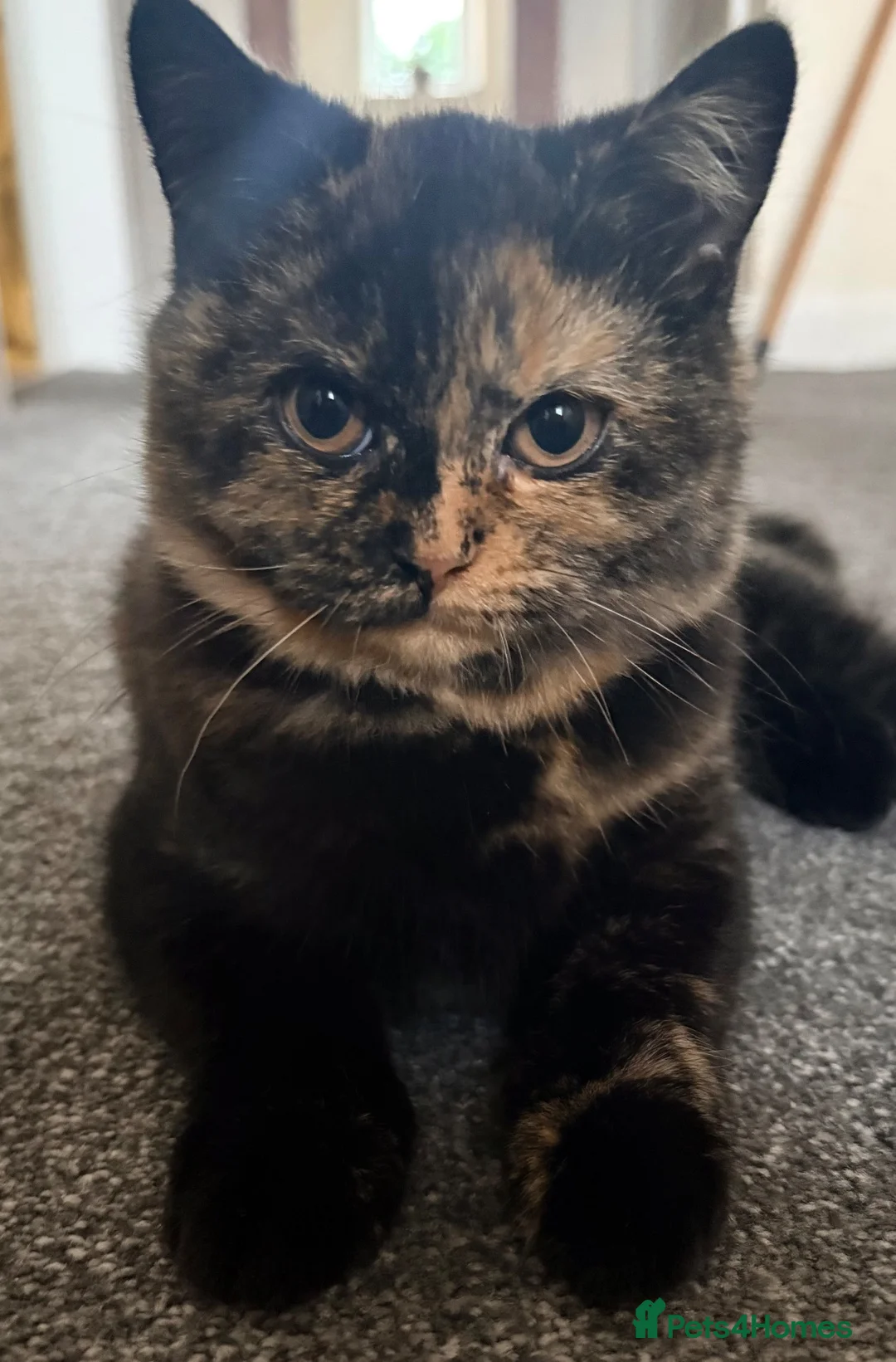 British Shorthair cats for sale: 2 BSH GIRLS - gccf reg - £700 for both together   - Advert 2