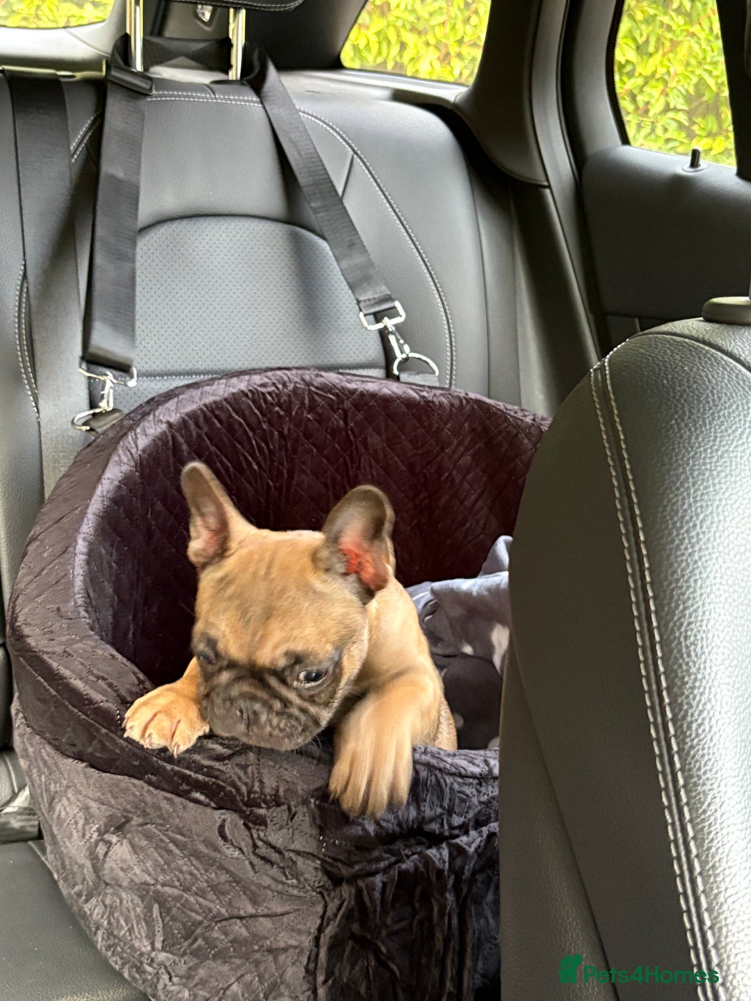 French Bulldog dogs for sale: Beautiful French fawn bulldog  - Image 1