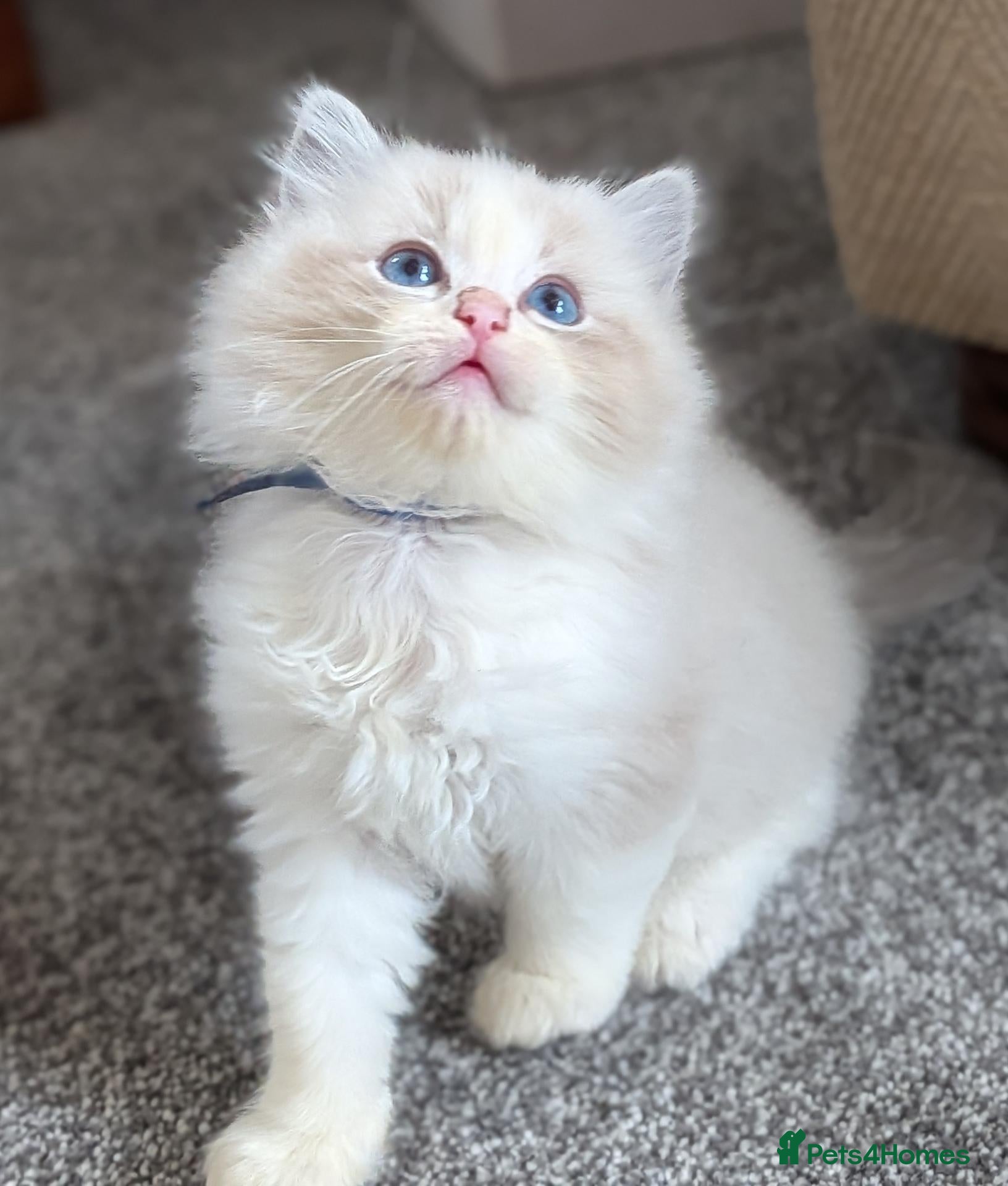 Ragdoll cats 🏆 GCCF Champion Ragdolls • Active Considered - Advert 2