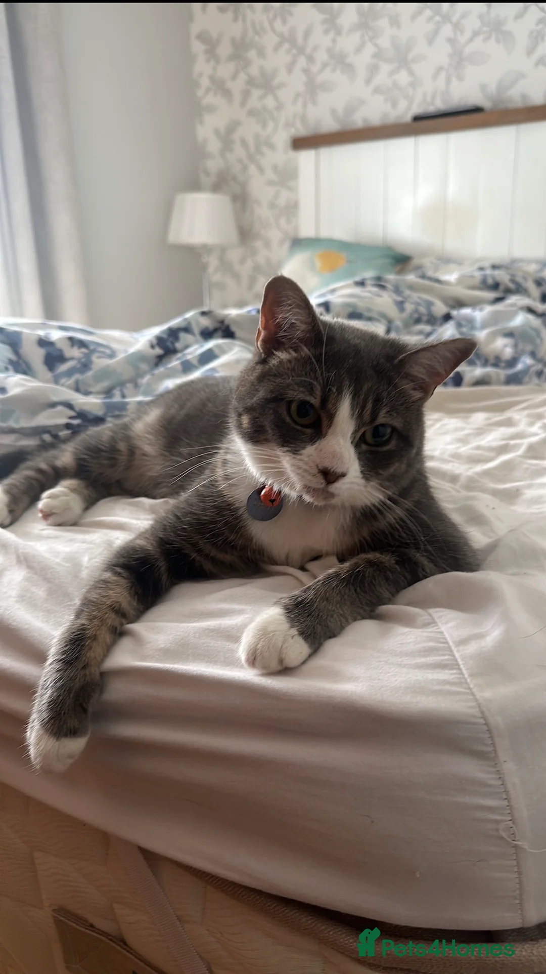 Domestic Shorthair cats for sale: Beautiful lady cat looking for good home - Advert 1