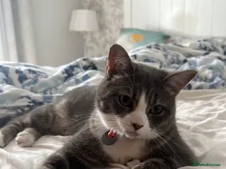 Domestic Shorthair cats Beautiful lady cat looking for good home - Advert 1