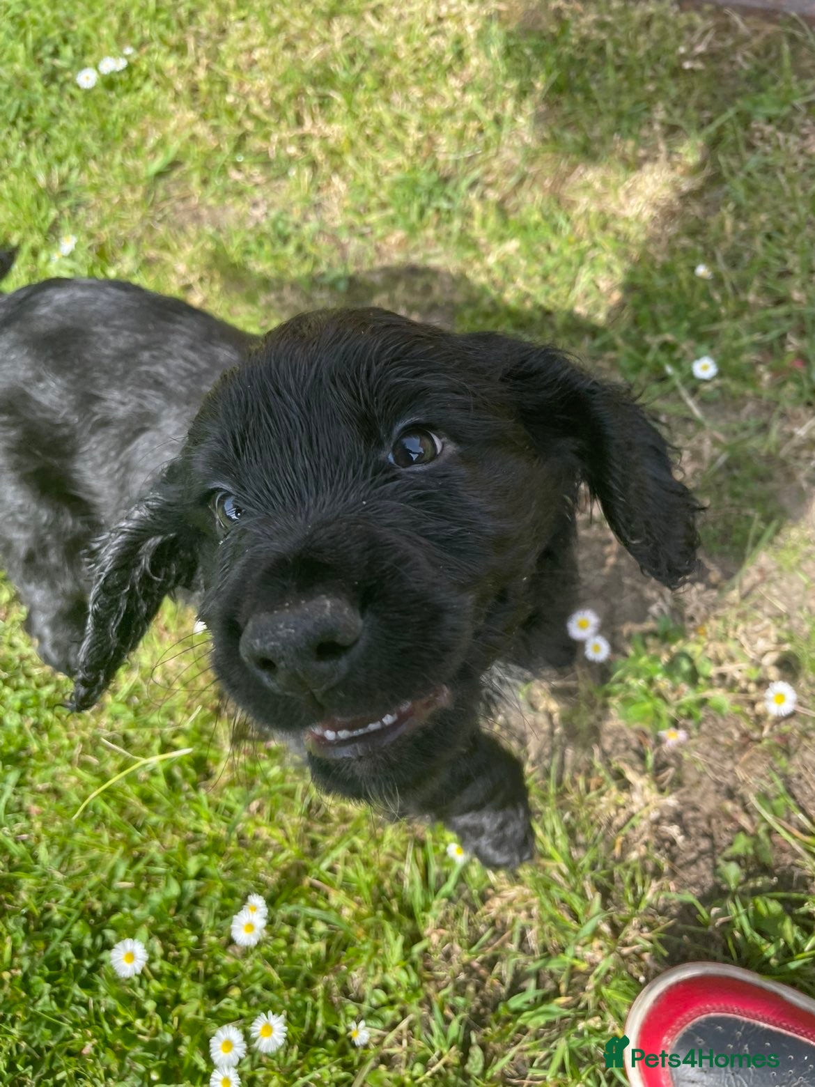 Cocker Spaniel dogs Working cocker spaniel puppies (READY TO LEAVE) - Advert 2