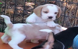 Beagle dogs for sale: Pedigree Beagle Puppies for Sale – Healthy - Image 2