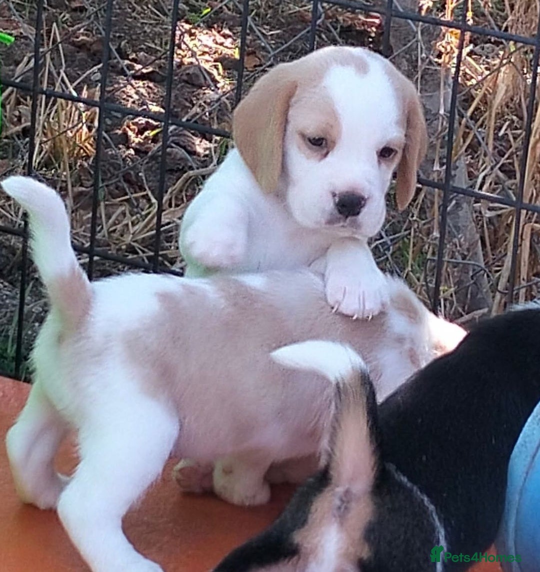 Beagle dogs for sale: Pedigree Beagle Puppies for Sale – Healthy - Image 2