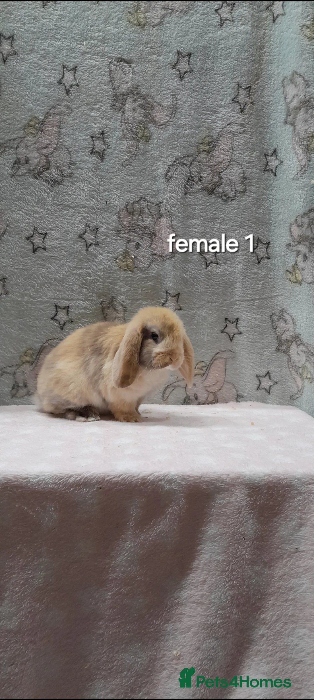 Mini Lop rabbits for sale: Purebred mini lops  - Advert 2