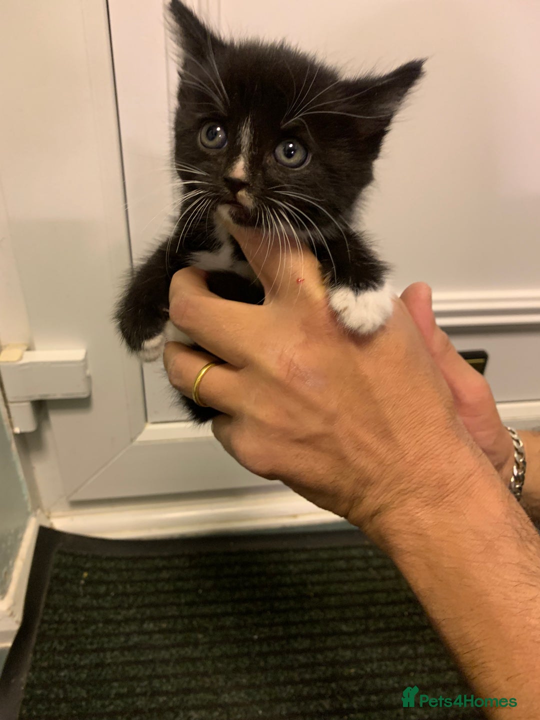 Mixed Breed cats for sale: Small adorable kittens for sale  - Image 4