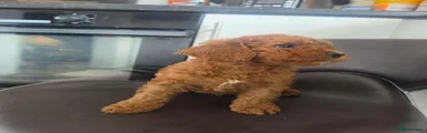 Mixed Breed 1