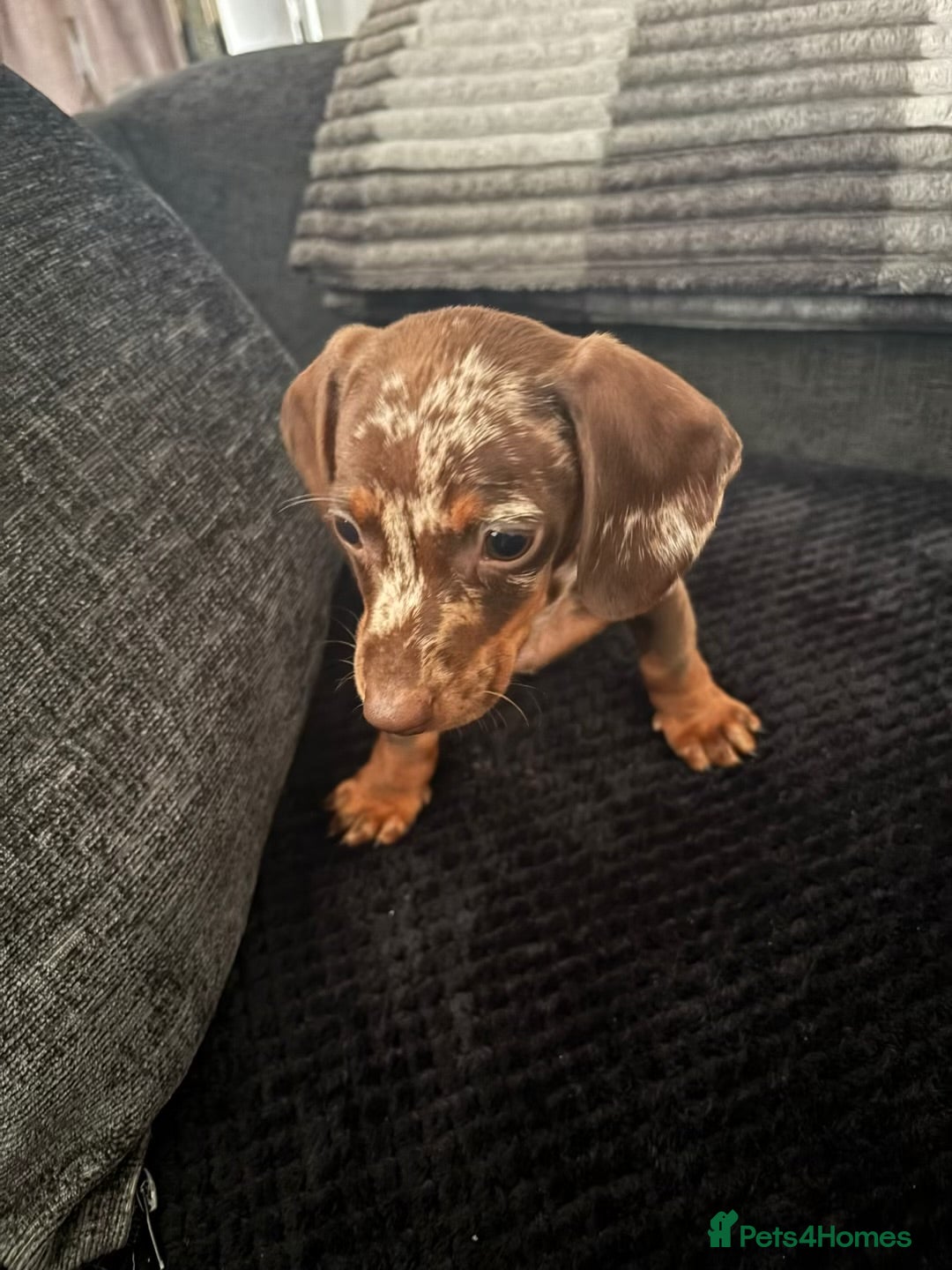 Miniature Dachshund dogs Miniature dashhound  - Advert 10