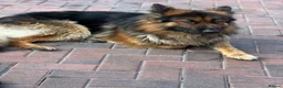 German Shepherd dogs for sale: german shepherd  in Barnsley - Advert 3