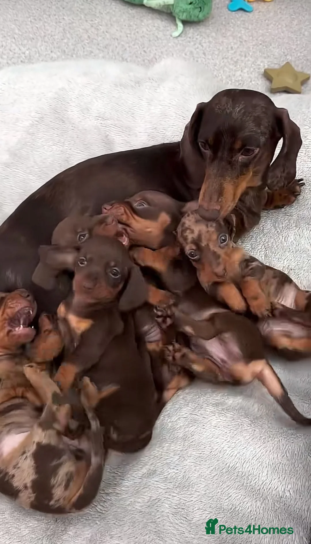 Miniature Dachshund dogs for sale: Miniature dachshund puppies - Advert 1