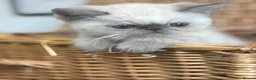 Exotic cats for sale: 2 STUNNING EXOTIC MALE KITTENS  - Advert 9