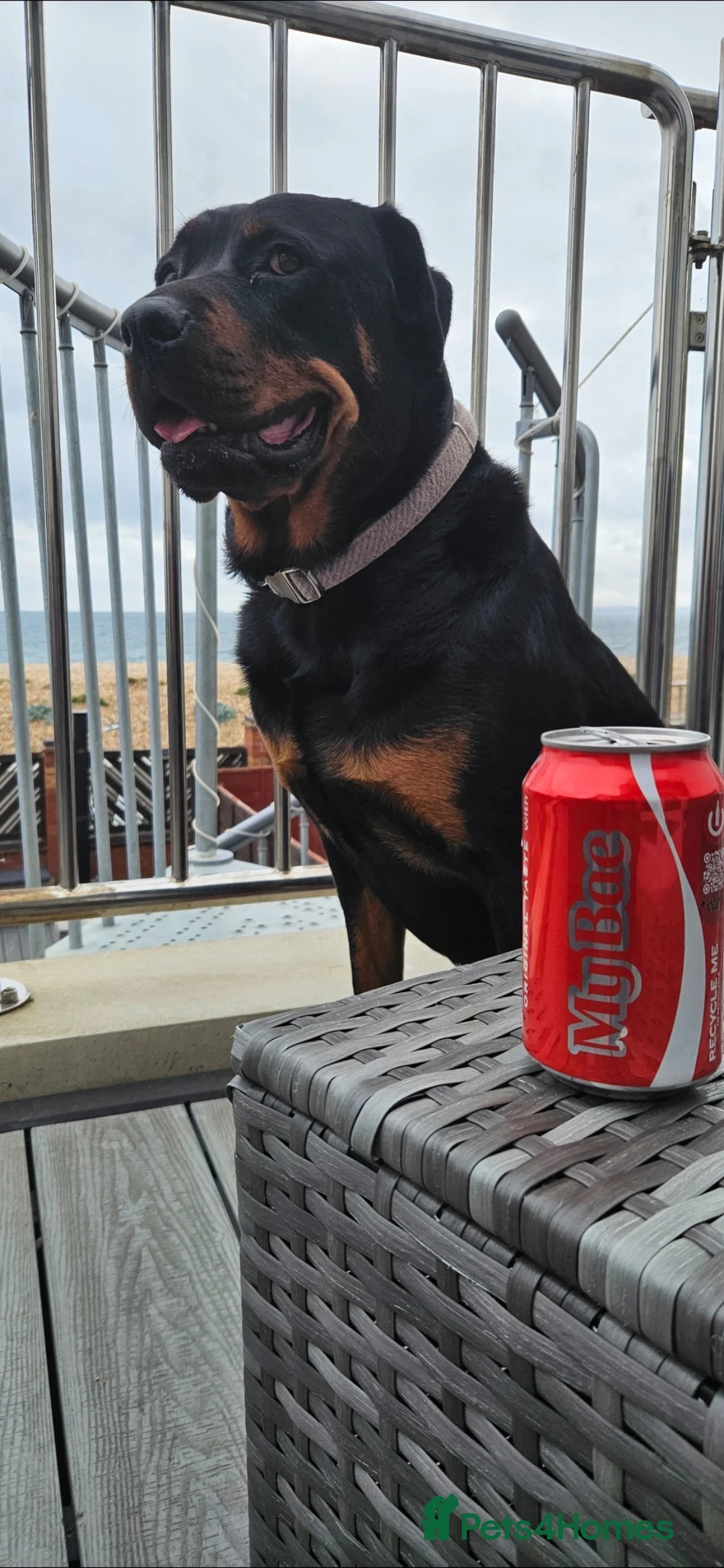 Rottweiler dogs for sale: Beautiful Rottweiller KC loving friendly - Advert 3