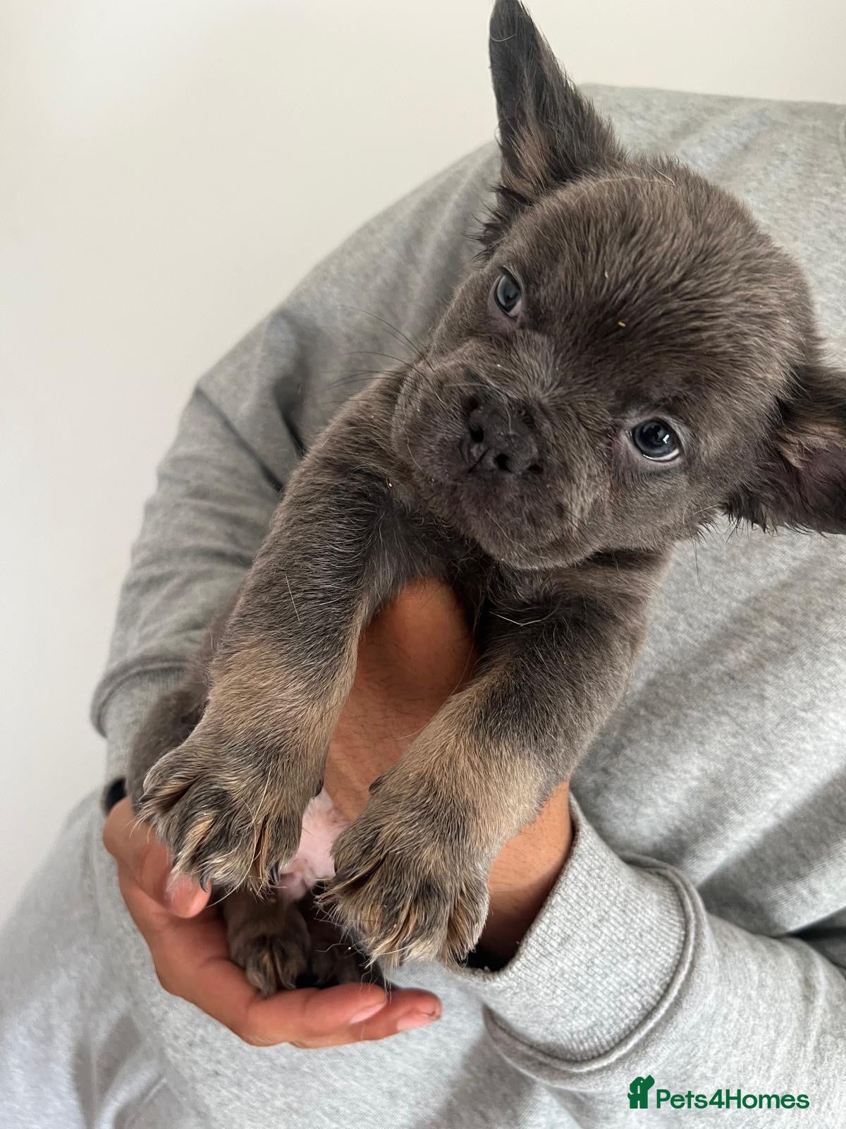 French Bulldog dogs for sale: French bulldogs for sale  - Advert 16