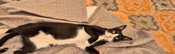 Arabian Mau cats for adoption: Jimmy 2 tins - Advert 1