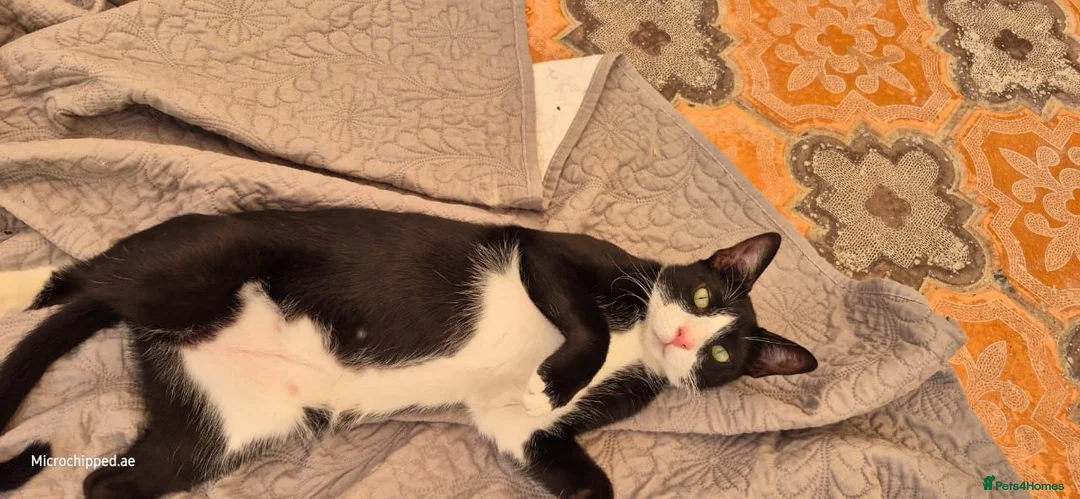 Arabian Mau cats for adoption: Jimmy 2 tins - Advert 1