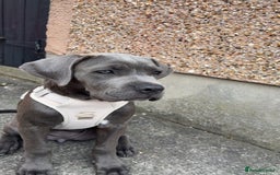 Cane Corso dogs for sale: Cane Corso puppy - Image 6