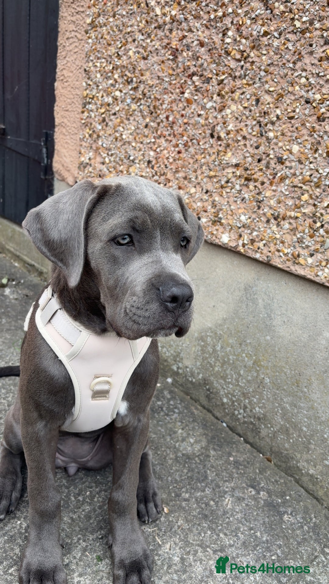 Cane Corso dogs for sale: Cane Corso puppy - Image 6