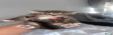 Mixed Breed 3