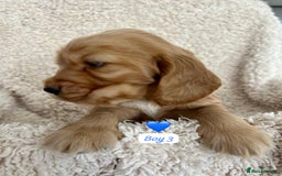 Cocker Spaniel dogs for sale: 🐾 Adorable Cocker Spaniel Puppies for Sale! 🐾  - Image 13