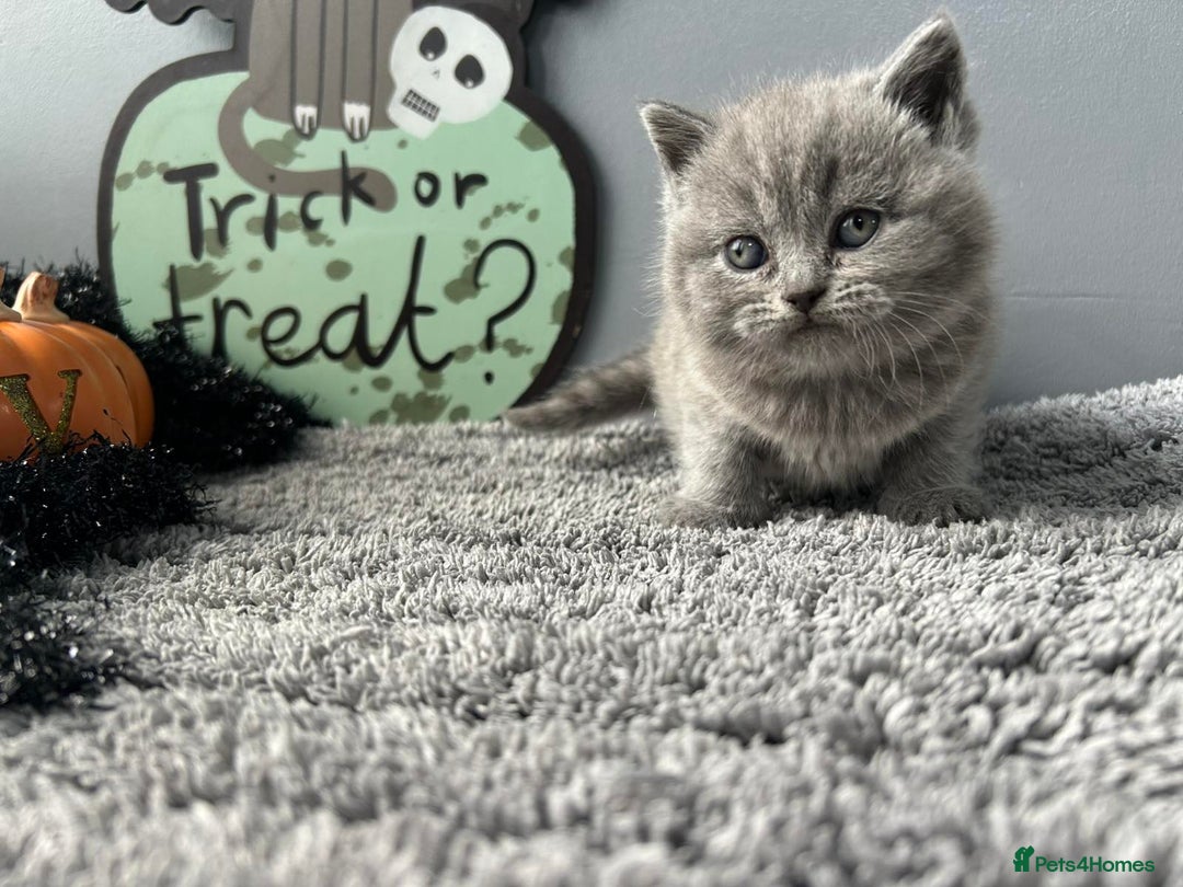 British Shorthair cats for sale: Beautiful British Shorthair Kittens - Image 9