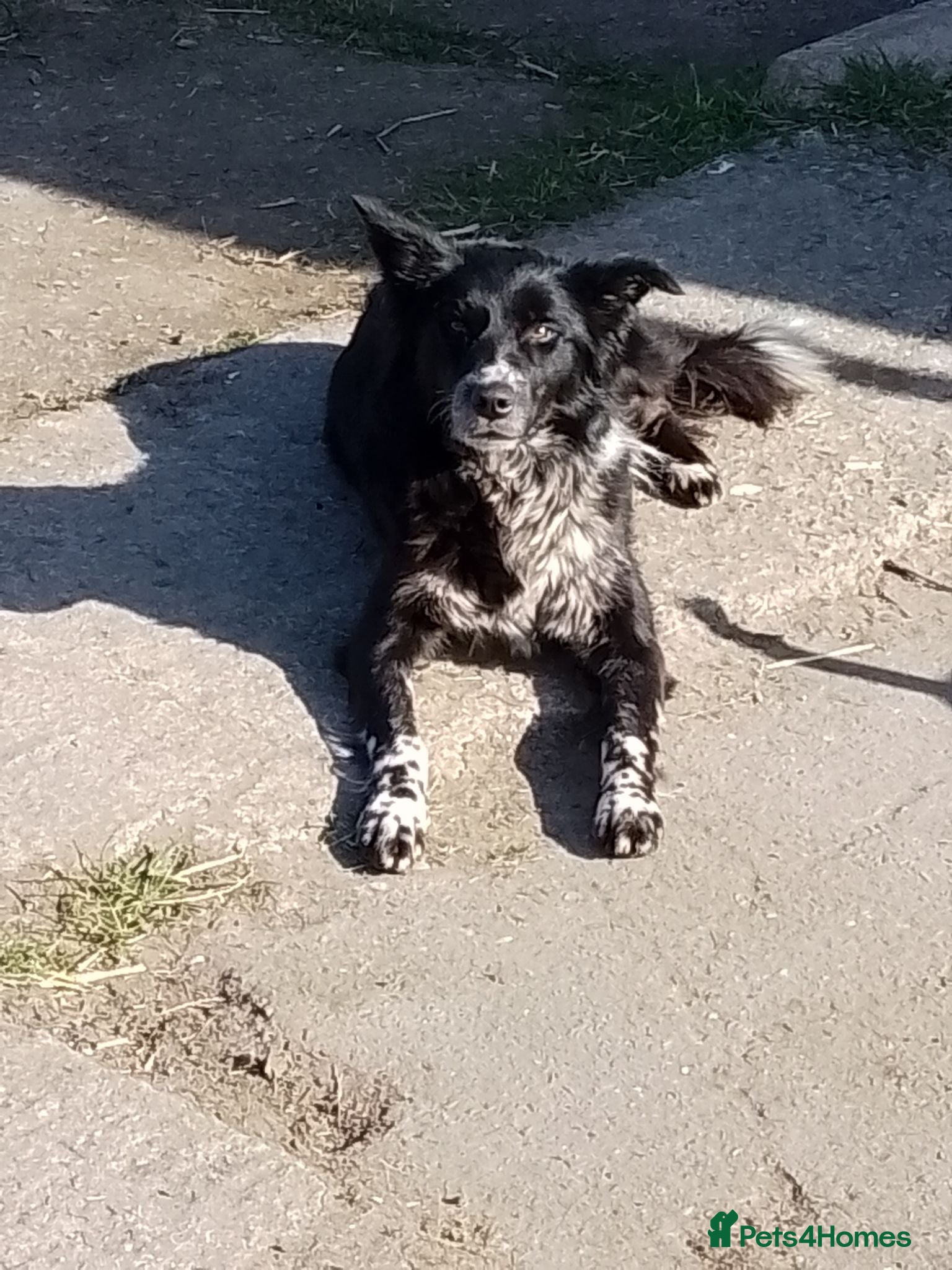 Border Collie dogs Wyverne Roy and Pips Litter of 9  - Advert 2