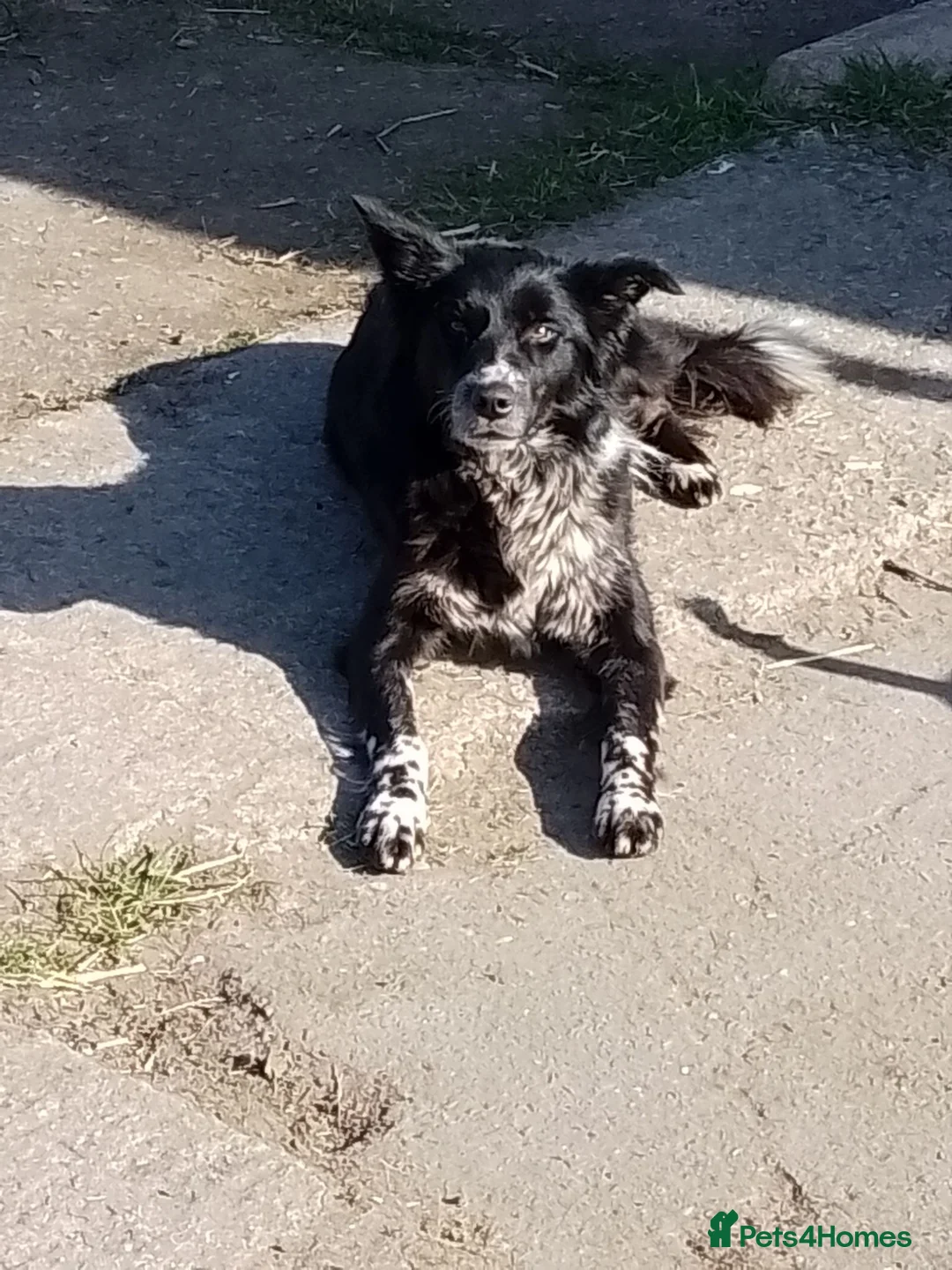 Border Collie dogs for sale: Wyverne Roy and Pips Litter of 9  - Advert 2