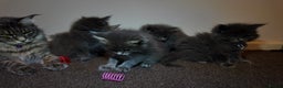 Maine Coon cats for sale: Beautiful Mainecoon Kittens Maine Coon Purebred - Advert 18