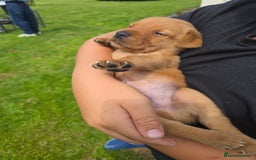 Labrador Retriever dogs for sale: Labrador fox red puppies - Image 7