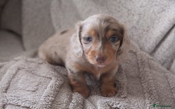 Miniature Dachshund dogs for sale: Exceptional quality long haired mini dachshunds - Image 35