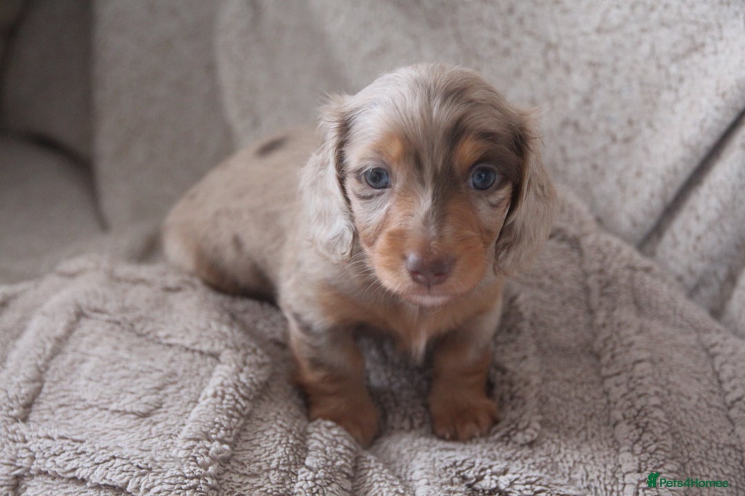Miniature Dachshund dogs for sale: Exceptional quality long haired mini dachshunds - Image 35